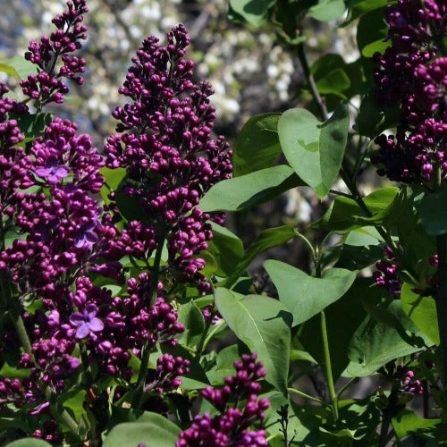 Syringa Vulgaris Andenken And Ludwig Späth 2 Syringa Vulgaris Andenken And Ludwig Späth - Image 2