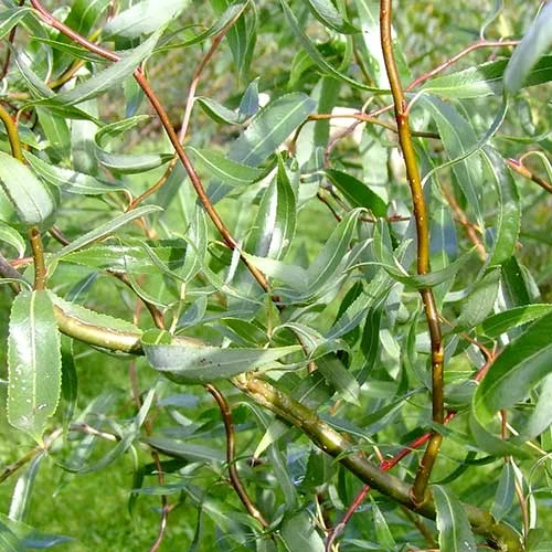 Salix X Sepulcralis Dart's Snake 2 Salix X Sepulcralis Dart's Snake - Image 2