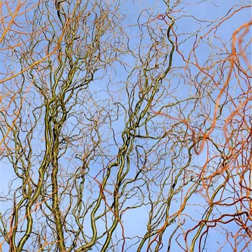 Salix X Sepulcralis Dart's Snake 1 Salix X Sepulcralis Dart's Snake