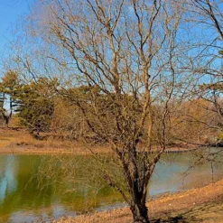 Salix X Sepulcralis Dart's Snake 7 Salix X Sepulcralis Dart's Snake -Future Forests Salix alba Dart s Snake 03