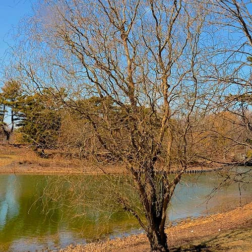 Salix X Sepulcralis Dart's Snake 3 Salix X Sepulcralis Dart's Snake - Image 3
