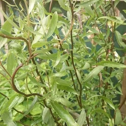 Salix X Sepulcralis Dart's Snake 9 Salix X Sepulcralis Dart's Snake -Future Forests Salix alba Dart s Snake 05