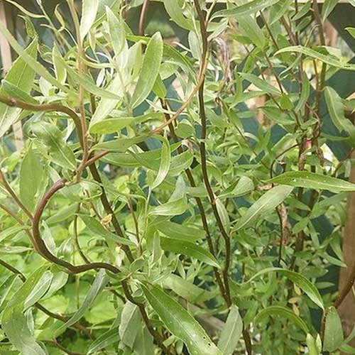 Salix X Sepulcralis Dart's Snake 5 Salix X Sepulcralis Dart's Snake - Image 5