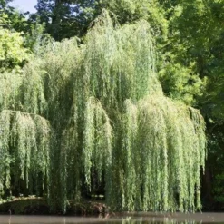 Salix Babylonica Pendula - Weeping Willow 7 Salix Babylonica Pendula - Weeping Willow -Future Forests Salix babylonica 02