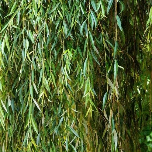 Salix Babylonica Pendula - Weeping Willow 4 Salix Babylonica Pendula - Weeping Willow - Image 4