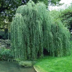 Salix Babylonica Pendula - Weeping Willow 8 Salix Babylonica Pendula - Weeping Willow -Future Forests Salix babylonica 05
