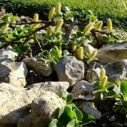 Salix Nakamurana Var. Yezoalpina -Future Forests Salix nakamurana 06