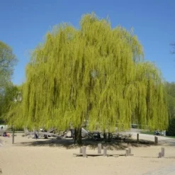 Salix Alba Tristis - Golden Weeping Willow 5 Salix Alba Tristis - Golden Weeping Willow -Future Forests Salix alba Tristis