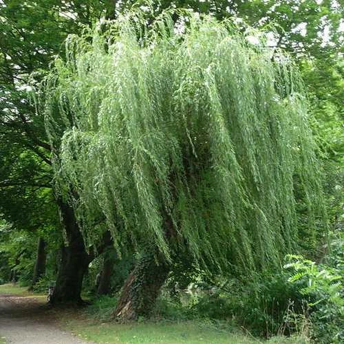 Salix Alba Tristis - Golden Weeping Willow 1 Salix Alba Tristis - Golden Weeping Willow