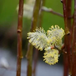 Salix Caprea Kilmarnock - Kilmarnock Weeping Willow 7 Salix Caprea Kilmarnock - Kilmarnock Weeping Willow -Future Forests Salix caprea Kilmarnock