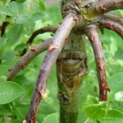 Salix Caprea Kilmarnock - Kilmarnock Weeping Willow