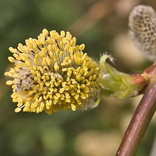Salix Caprea Kilmarnock - Kilmarnock Weeping Willow 2 Salix Caprea Kilmarnock - Kilmarnock Weeping Willow - Image 2