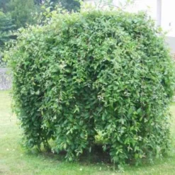 Salix Caprea Kilmarnock - Kilmarnock Weeping Willow 6 Salix Caprea Kilmarnock - Kilmarnock Weeping Willow -Future Forests Salix caprea Kilmarnock 5