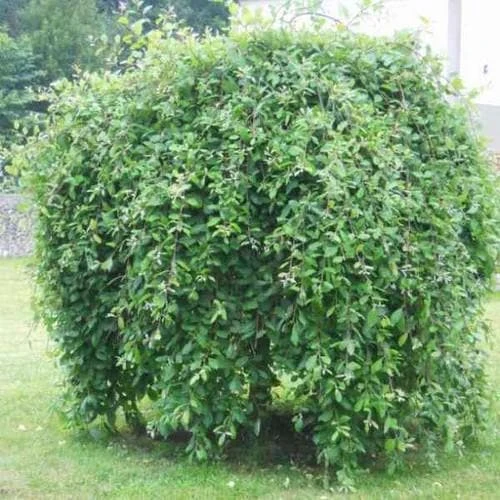 Salix Caprea Kilmarnock - Kilmarnock Weeping Willow 3 Salix Caprea Kilmarnock - Kilmarnock Weeping Willow - Image 3