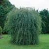 Salix Purpurea Pendula