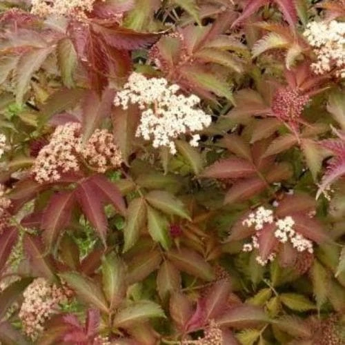 Sambucus Nigra Serenade 1 Sambucus Nigra Serenade