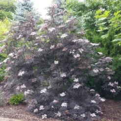 Sambucus Nigra Black Beauty (Gerda) -Future Forests Sambucus Black Beauty02