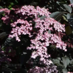 Sambucus Nigra Black Beauty (Gerda) -Future Forests Sambucus Black Beauty04