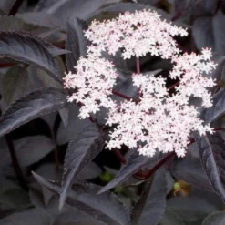 Sambucus Nigra Black Beauty (Gerda)