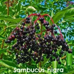 Permaculture Hedge Mix 11 Permaculture Hedge Mix -Future Forests Sambucus nigra 08 b062560f da03 445b 8d97 a0aa0571734b