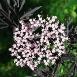 Sambucus Nigra Black Lace (Eva)