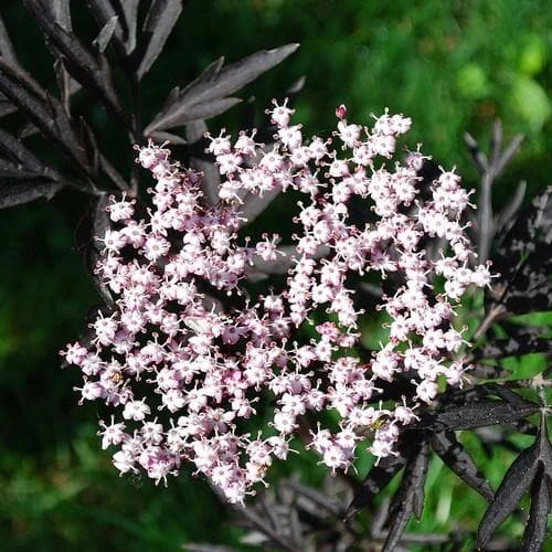 Sambucus Nigra Black Lace (Eva) 1 Sambucus Nigra Black Lace (Eva)