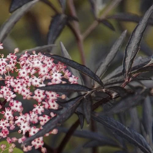 Sambucus Nigra Black Lace (Eva) 2 Sambucus Nigra Black Lace (Eva) - Image 2