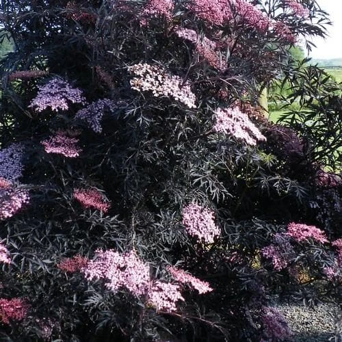 Sambucus Nigra Black Lace (Eva) 3 Sambucus Nigra Black Lace (Eva) - Image 3