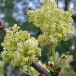 Sambucus Racemosa Plumosa Aurea 6 Sambucus Racemosa Plumosa Aurea -Future Forests Sambucus racemosa Plumosa Aurea 02