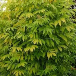 Sambucus Racemosa Plumosa Aurea