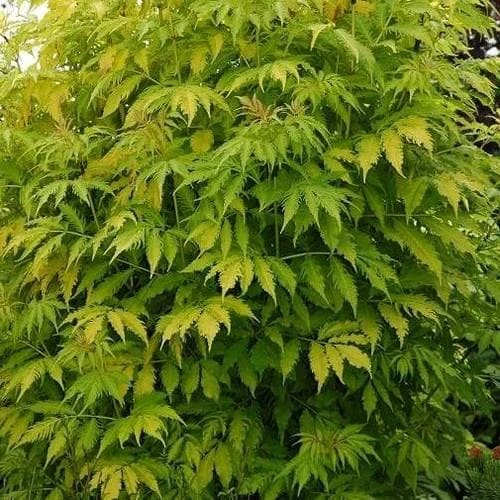 Sambucus Racemosa Plumosa Aurea 1 Sambucus Racemosa Plumosa Aurea