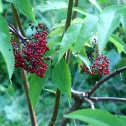 Sambucus Racemosa Plumosa Aurea 7 Sambucus Racemosa Plumosa Aurea -Future Forests Sambucus racemosa Plumosa Aurea 04