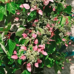 Schizophragma Hydrangeoides Roseum
