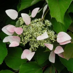Schizophragma Hydrangeoides Roseum -Future Forests Schizophragma hydrangeoides Roseum 04