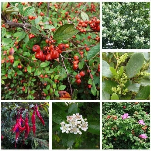 Seaside Hedge Mix 1 Seaside Hedge Mix