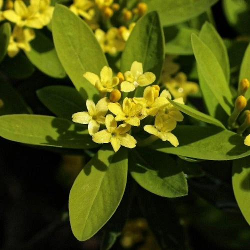 Daphne Gemmata 1 Daphne Gemmata