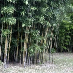 Semiarundinaria Fastuosa AGM -Future Forests Semiarundinaria fastuosa 02