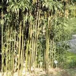 Semiarundinaria Fastuosa AGM -Future Forests Semiarundinaria fastuosa 03