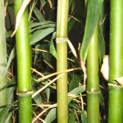 Semiarundinaria Fastuosa AGM -Future Forests Semiarundinaria fastuosa 05