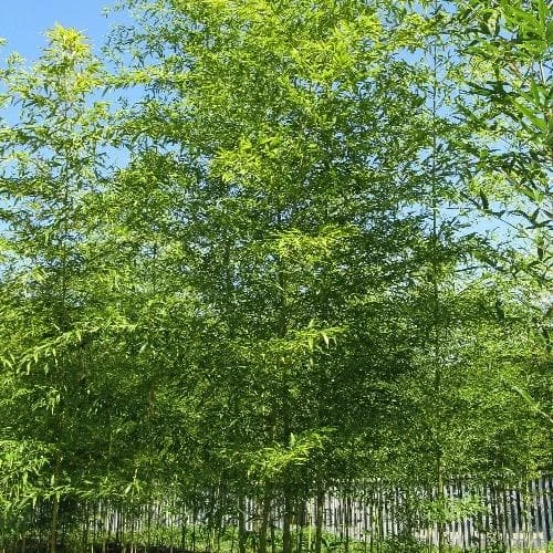 Semiarundinaria Fastuosa F. 'Viridis' 2 Semiarundinaria Fastuosa F. 'Viridis' - Image 2