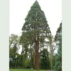 Sequoiadendron Giganteum - Giant Redwood