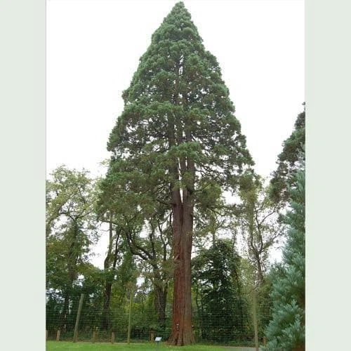 Sequoiadendron Giganteum - Giant Redwood 1 Sequoiadendron Giganteum - Giant Redwood