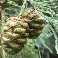 Sequoiadendron Giganteum - Giant Redwood 5 Sequoiadendron Giganteum - Giant Redwood -Future Forests Sequoiadendron giganteum 02
