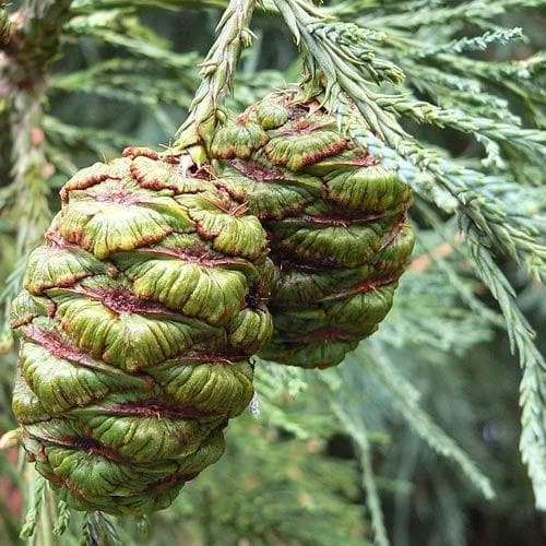 Sequoiadendron Giganteum - Giant Redwood 2 Sequoiadendron Giganteum - Giant Redwood - Image 2