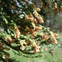 Sequoiadendron Giganteum - Giant Redwood 6 Sequoiadendron Giganteum - Giant Redwood -Future Forests Sequoiadendron giganteum 03