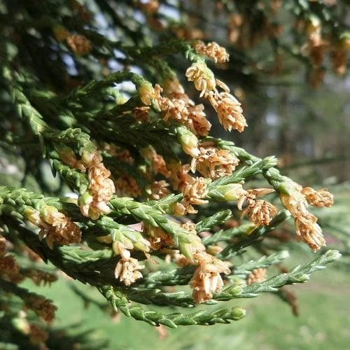 Sequoiadendron Giganteum - Giant Redwood 3 Sequoiadendron Giganteum - Giant Redwood - Image 3
