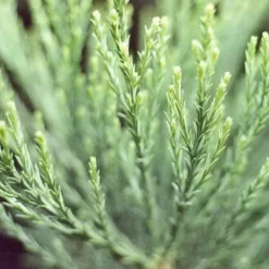Sequoiadendron Giganteum - Giant Redwood 7 Sequoiadendron Giganteum - Giant Redwood -Future Forests Sequoiadendron giganteum 05