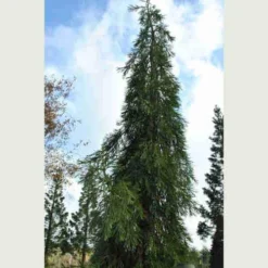 Sequoiadendron Giganteum Barabits’ Requiem