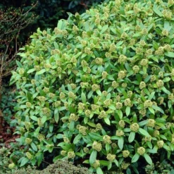 Skimmia X Confusa Kew Green - Male -Future Forests Skimmia confusa Kew Green 03