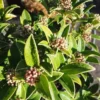 Skimmia Japonica Godrie's Dwarf - Male
